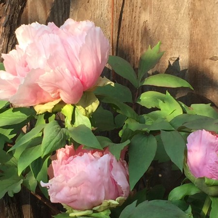 UK Social Security Benefits for EU Citizens/EEA nationals during the Coronavirus Crisis