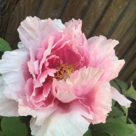 Dealing with Coronavirus: Local Authority Powers in respect of School Children, the Decontamination of Things and Premises, the Control of Dead Bodies, and Requesting Co-operation