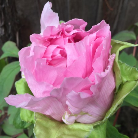 UK Government powers to compel people to stay at home: How far can Public Health Regulations go to defeat Coronavirus?